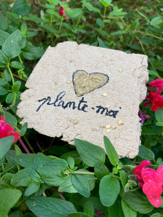 Carte à planter DIY : le tuto facile pour créer un cadeau fleuri et original